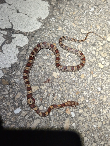 Red Cornsnake