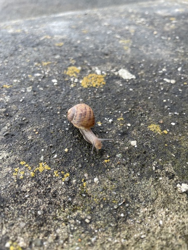 Cornu aspersum