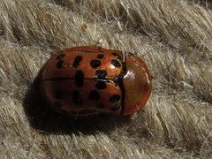 Conchyloctenia punctata
