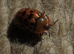 Conchyloctenia punctata