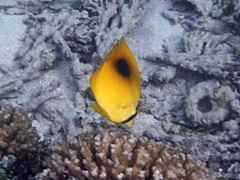 Chaetodon speculum