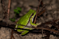 Hyla savignyi