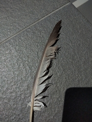 Columba livia domestica