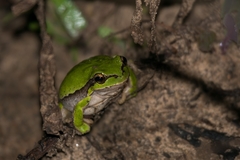 Hyla savignyi