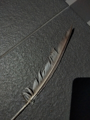 Columba livia domestica