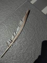 Columba livia domestica