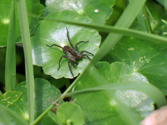 Pardosa pseudoannulata