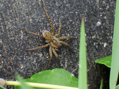 Pardosa pseudoannulata