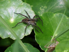 Pardosa pseudoannulata
