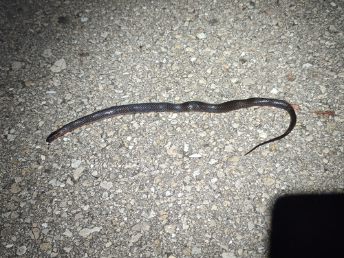 Black Swampsnake