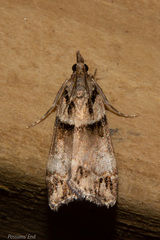 Eudonia periphanes