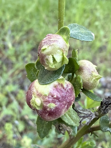 Unknown species found near Saratoga to Skyline Trail, Saratoga, CA, US