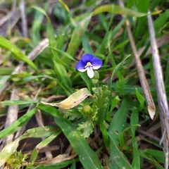 Veronica syriaca