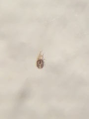 Ornithonyssus bacoti