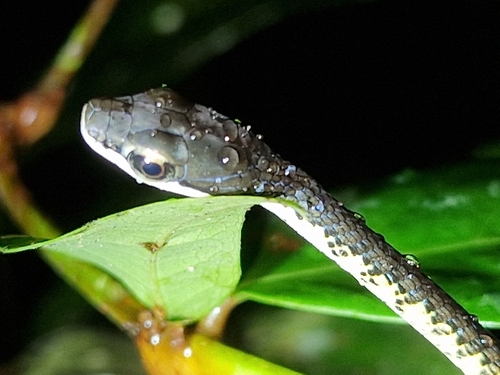 Photo of a New Guinea Bronzeback (Dendrelaphis lineolatus)