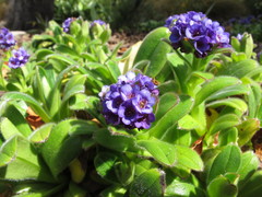 Myosotis capitata