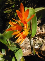 Guarianthe aurantiaca