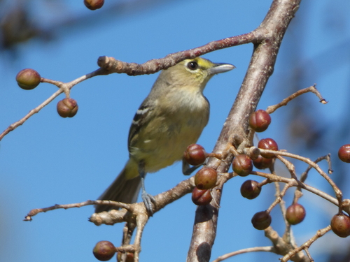 Thick-billed Vireo (Vireo crassirostris), photo 3