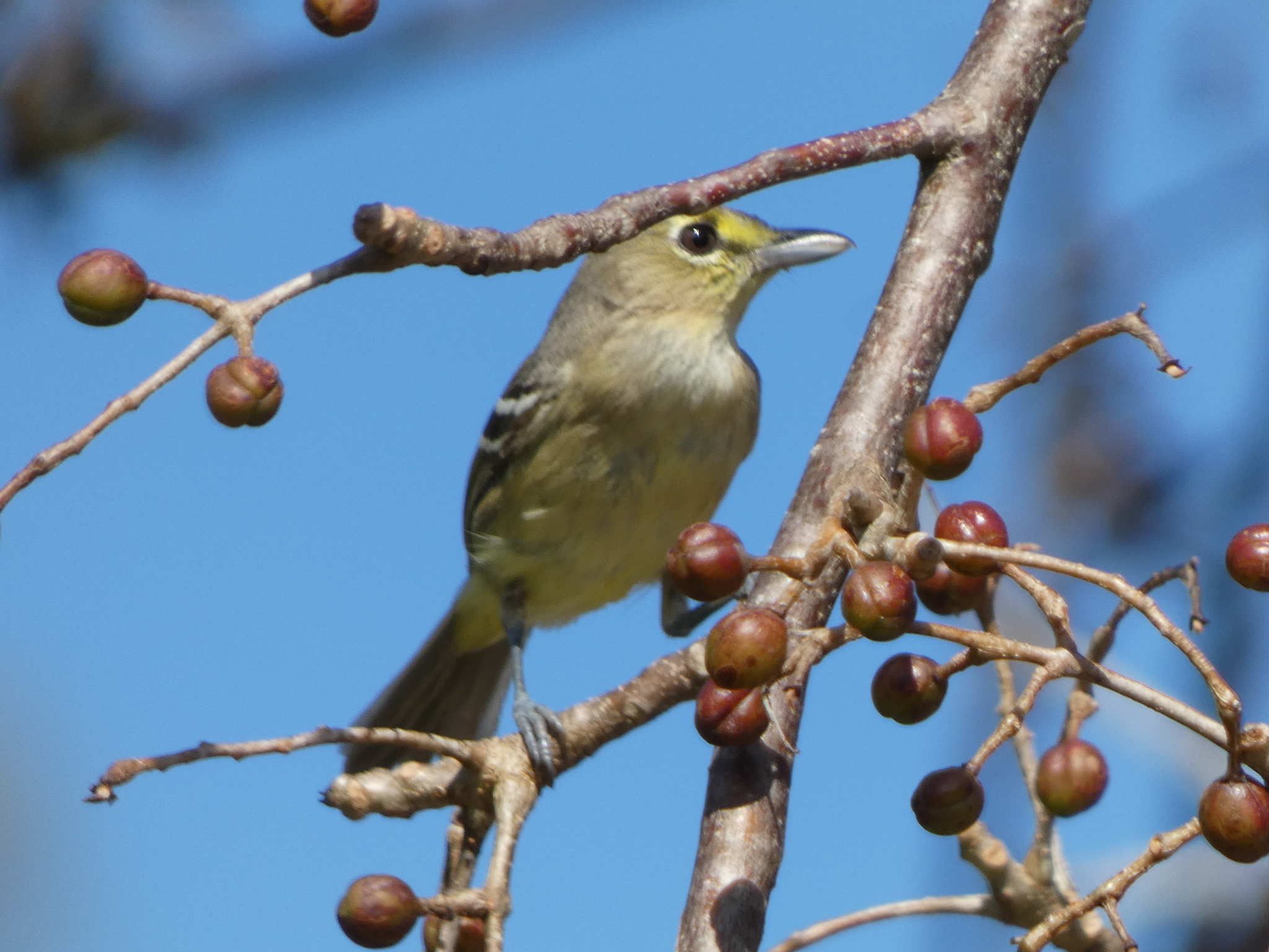 Thick-billed Vireo (Vireo crassirostris), photo 3