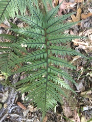 Polystichum neozelandicum neozelandicum