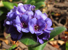 Myosotis capitata