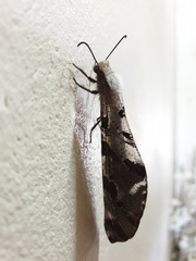 Lachlathetes moestus