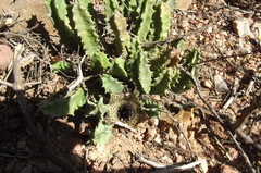 Huernia barbata