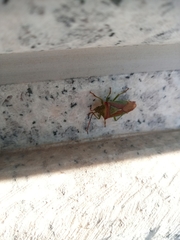 Acanthosoma spinicolle