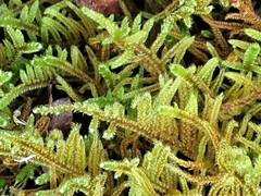 Hypnum plumaeforme