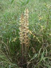 Orobanche pallidiflora