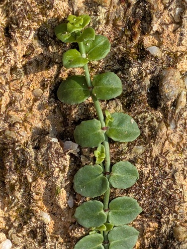 Creeping Psychotria