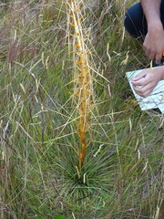 Aciphylla subflabellata