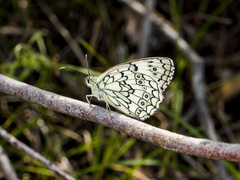 Melanargia parce