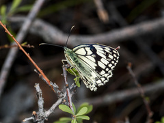 Melanargia parce