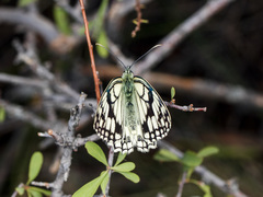 Melanargia parce