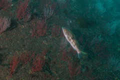 Paralabrax nebulifer