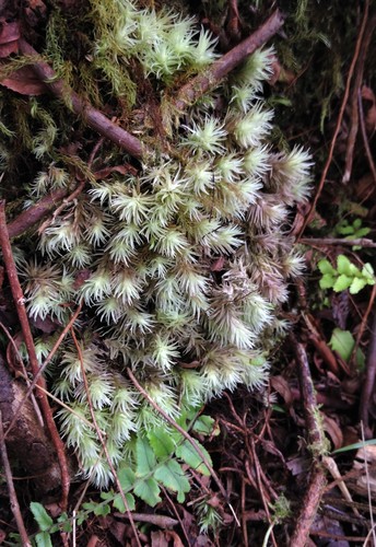 Leucobryum seemannii