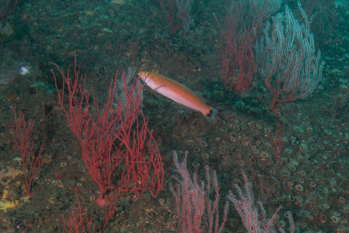 Señorita Wrasse