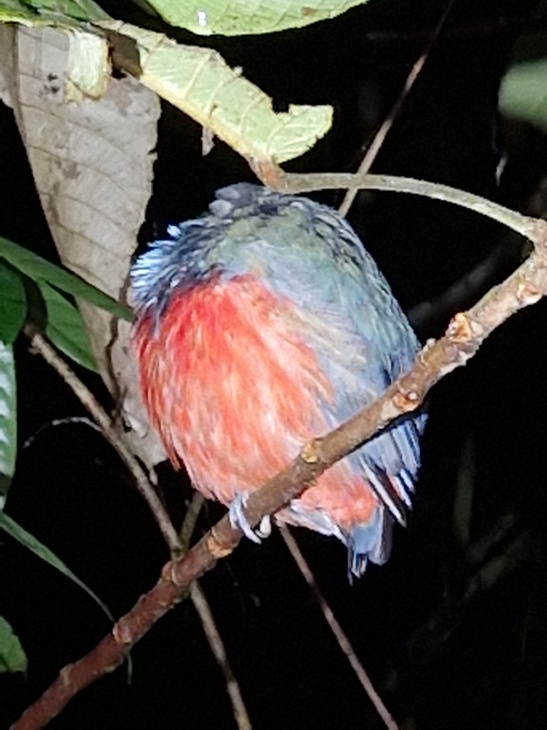 Red-bellied Pitta (Pitta erythrogaster)