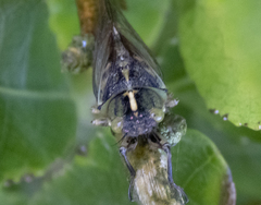 Kikihia southwestlandica
