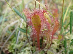 Drosera × obovata