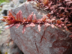 Epilobium melanocaulon