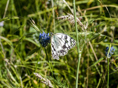 Melanargia parce