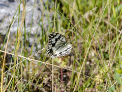 Melanargia parce