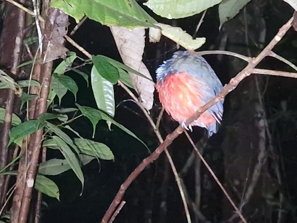 Red-bellied Pitta (Pitta erythrogaster)