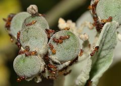 Crematogaster castanea durbanensis