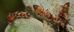 Crematogaster castanea durbanensis