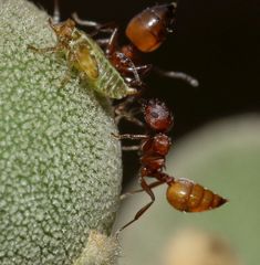 Crematogaster castanea durbanensis