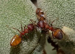 Crematogaster castanea durbanensis