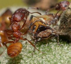 Crematogaster castanea durbanensis